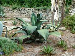 130 Ile de Batz Jardin Georges Delaselle_000045